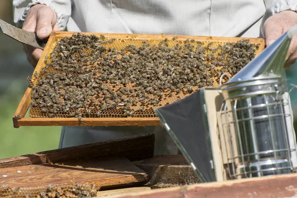 Μελισσοκόμος Επιθεωρεί Την Κυψέλη Στο Μελισσοκομείο Σκελετός Του Μελιού Είναι — Φωτογραφία Αρχείου
