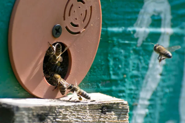 Bienen Fliegen Den Stock Nahaufnahme Honigbienen Züchten Bienenhaus — Stockfoto