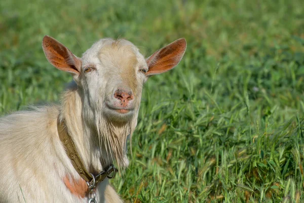 Ritratto Una Vecchia Capra Bianca Allevamento Capre Azienda Agricola — Foto Stock