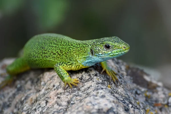 Lagarto Verde Rasteja Sobre Uma Pedra Foto Lacerta Viridis Perto — Fotografia de Stock