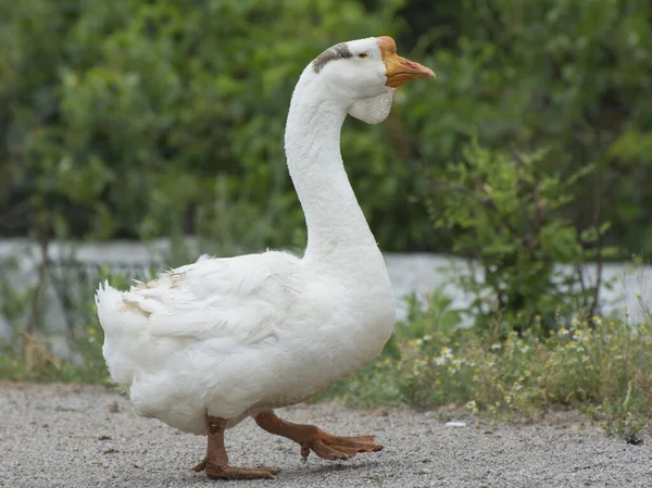 Large White Goose Walks Road Breeding Geese Farm — Stock Photo, Image