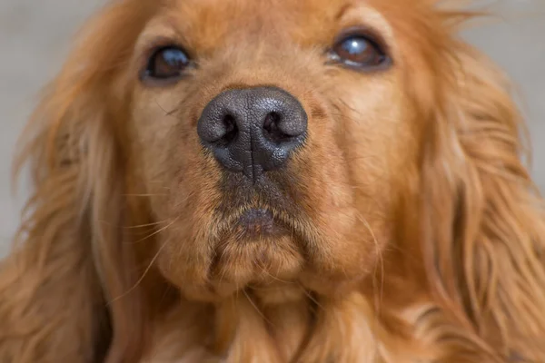 Portrait Young Spaniel Dog Nose Close — Stock Photo, Image