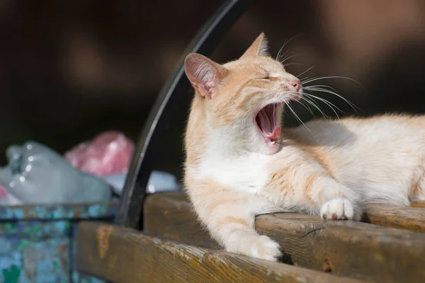 Gato Vadio Vermelho Boceja Perto Lata Lixo — Fotografia de Stock