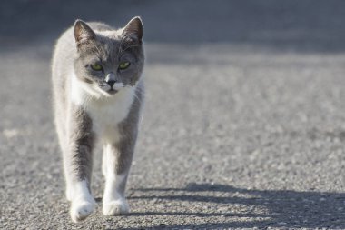 Sokak kedisi cadde boyunca koşar ve kameraya bakar. Sokaktaki kediler. Boşluğu kopyala.