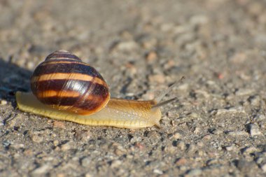 Büyük bir üzüm salyangozu yerde sürünür. Vahşi doğada kabuklu deniz hayvanları.