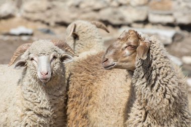 Dağlarda bir çiftlikteki bir koyun sürüsü. Georgia 'da koyun yetiştiriciliği. Boynuzlu koyunların üremesi. 