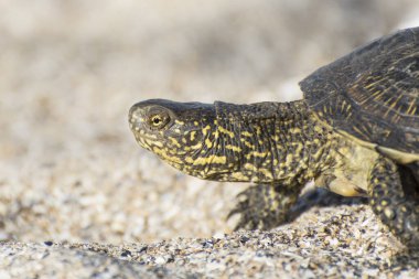 Kaplumbağanın yakın plan portresi. Kumda sürünen sürüngen. Çöl hayvanları..