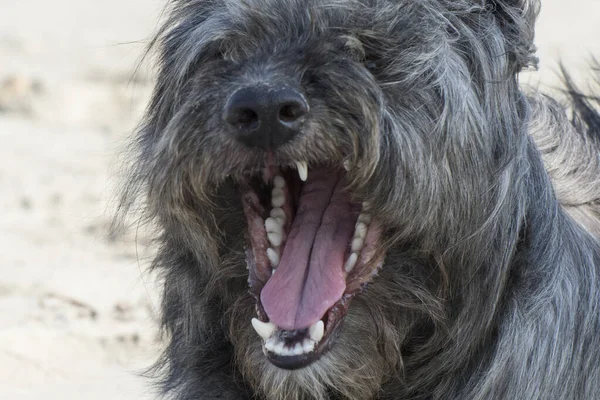 Σκυλιά Χαμογελούν Επιθετικότητα Μεταξύ Των Ζώων Κίνδυνος Των Λυσσασμένων Ζώων — Φωτογραφία Αρχείου