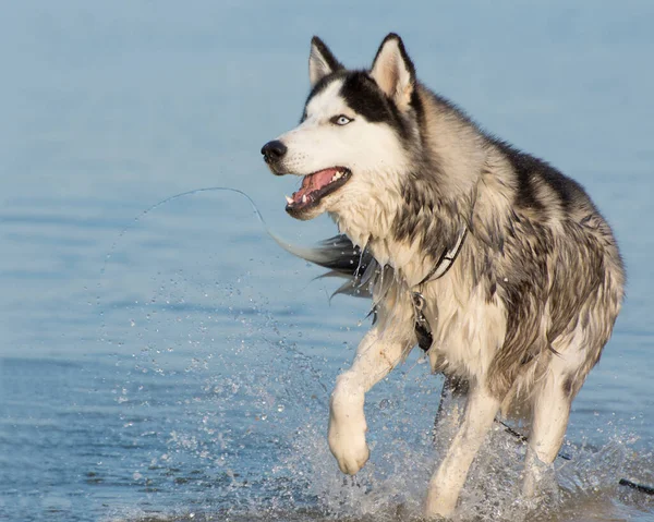 Retrato Perro Husky Que Corre Sobre Agua Camina Con Perro — Foto de Stock