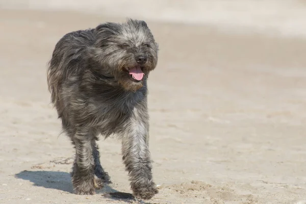 Portret Van Een Lopende Hond Een Gelukkige Hond Rent Vrolijk — Stockfoto