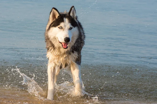 Retrato Husky Perro Husky Húmedo Spray Agua Una Hermosa Mascota — Foto de Stock