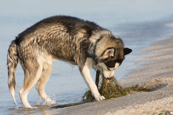 Loop Met Een Husky Aan Kust Een Hond Knabbelt Algen — Stockfoto