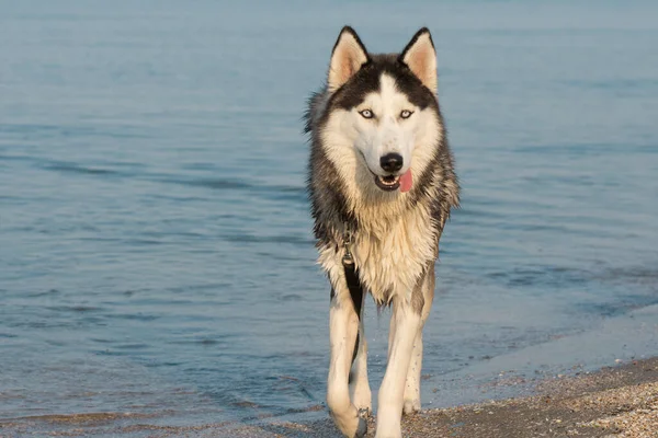 Portret Van Siberische Husky Hond Jonge Husky Hond Rent Langs — Stockfoto