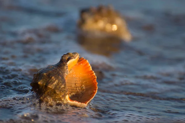 Una Cáscara Rapana Orilla Del Océano Bañada Por Las Olas —  Fotos de Stock