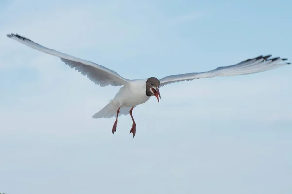 Κοντινό Πορτραίτο Γλάρου Ένας Γλάρος Απλωμένα Φτερά Πετάει Πάνω Από — Φωτογραφία Αρχείου