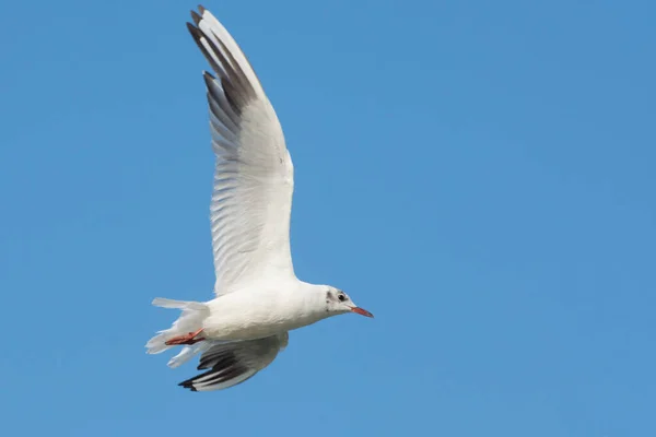 Großaufnahme Porträt Einer Möwe Auf Blauem Hintergrund Elfenbeinmöwe Mit Ausgestreckten — Stockfoto