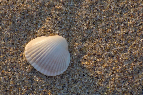 Біла Черепашка Чистому Морському Піску Пісочний Фон Простір Копіювання — стокове фото