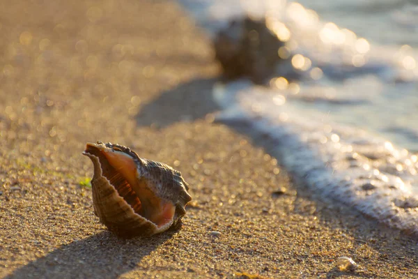Schelpen Oceaan Gewassen Door Golven Van Branding Zeeweekdieren Sluiten Foto — Stockfoto