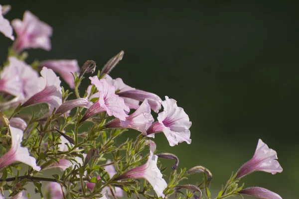 Beautiful Background Pink Flowers Bells Flowers Flowerbed — Stock Photo, Image