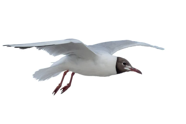 Pássaro Está Voando Gaivota Isolada Sobre Fundo Branco Asas Abertas — Fotografia de Stock