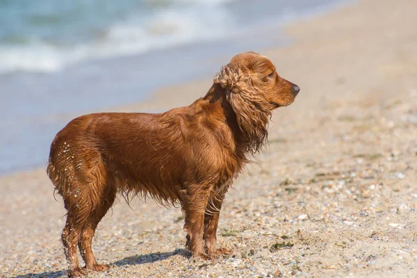 Cocker Spaniel Hund Stranden Ljus Solig Dag Och Surfing — Stockfoto