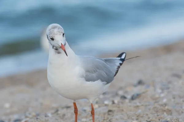 Funny bird. Portrait of a white gull walking along the seashore.