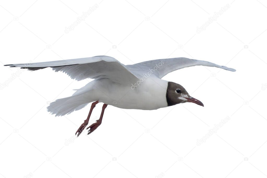 The bird is flying. Seagull isolate on a white background. Spread wings and flight in the air.