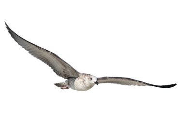 Deniz kuşu beyaz arka planda izole edilir. Büyük bir deniz kuşunun uçuşu. Martı (Larus marinus) geniş kanatlarını açmıştır. Seçici odak.