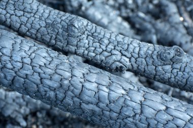 Yanmış ağaç dalları. Kara kömür arka planı. Ahşap kömür dokusu. Seçici odak.