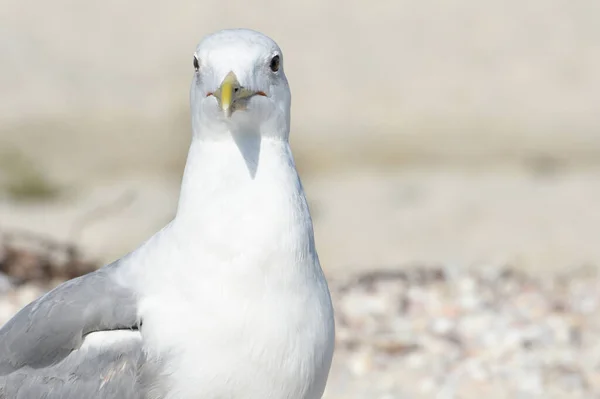 Mouette Mer Sur Une Plage Sable Fin Vue Face Espace — Photo