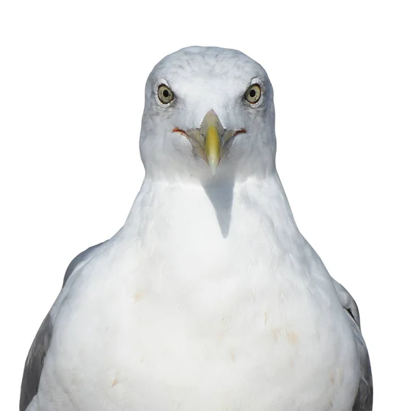Retrato Pássaro Marinho Larus Marinus Isole Fundo Branco Vista Frontal — Fotografia de Stock
