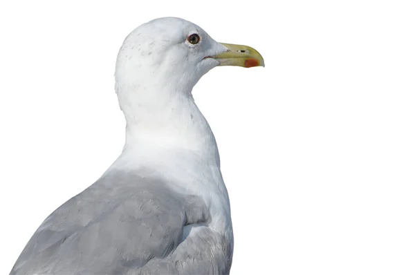 Uccello Marino Isolato Sfondo Bianco Primo Piano Vista Posteriore Focus — Foto Stock