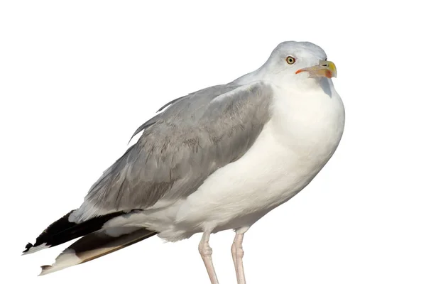 Isolate Big Seabird White Background Front View Selective Focus — Stock Photo, Image