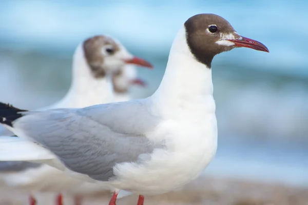 Portrait Une Mouette Larus Melanocephalus Oiseaux Mer Sur Plage Sable — Photo