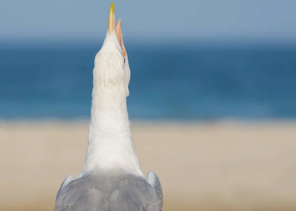 Pétrel Crie Avec Son Bec Ouvert Vue Derrière Mouettes Autres — Photo