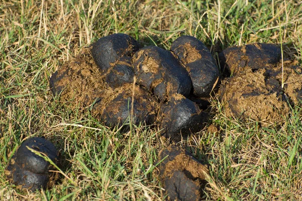 Pferdemist Auf Dem Gras Organischer Dünger Für Garten Und Gemüsegarten — Stockfoto