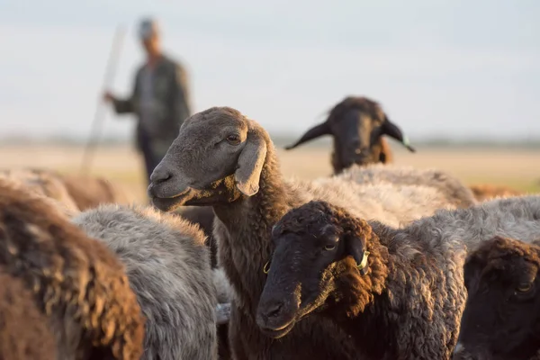 Shepherd Herd Astrakhan Sheep — Stock Photo, Image