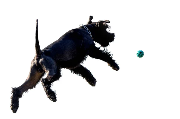 Isoler Chien Sur Fond Blanc Schnauzer Géant Connu Sous Nom — Photo