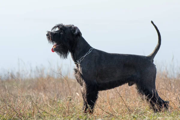 Εκπαίδευση Σκύλων Γίγαντας Σνάουζερ Στέκεται Ένα Ράφι Προφίλ Μαύρου Σκύλου — Φωτογραφία Αρχείου