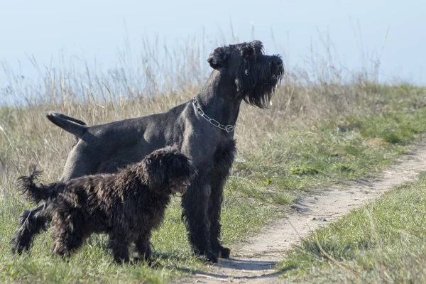 Εκπαίδευση Σκύλων Γίγαντας Σνάουζερ Στέκεται Ένα Ράφι Μαύρα Σκυλιά Για — Φωτογραφία Αρχείου