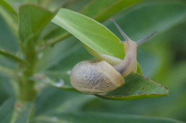Büyük salyangoz, yaz günü bahçede çimlerde ya da yapraklarda sürünür. Salyangoz yaklaş. Seçici odak.