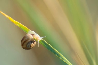 Salyangoz çimlerin üzerinde sürünüyor. Sabah ışığı ve yumuşak arka plan. Boşluğu kopyala.