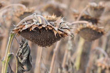 Sahada kurumuş ayçiçeği. Yağ tohumları hasat ediliyor..
