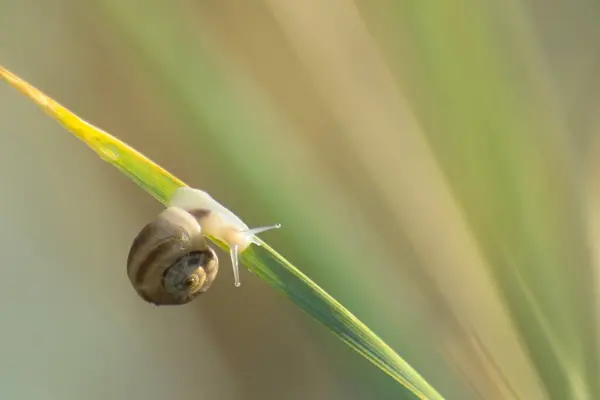 Caracol Arrastra Sobre Hierba Luz Mañana Fondo Suave Copiar Espacio —  Fotos de Stock