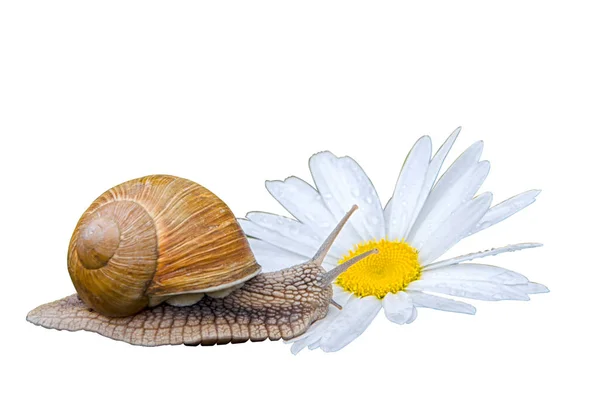 Caracol Margarida Caracol Grande Isolado Branco Mundo Animal — Fotografia de Stock