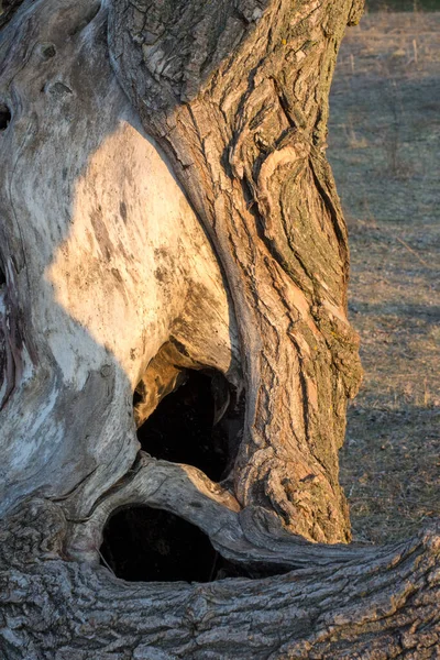 Der Stamm Eines Alten Baumes Mit Einer Mulde — Stockfoto