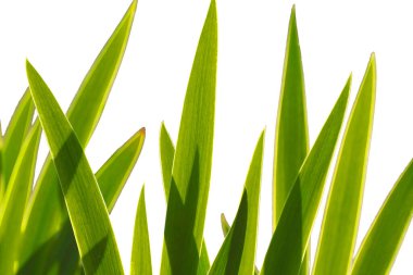 Beyaz arkaplandaki dar yapraklar.