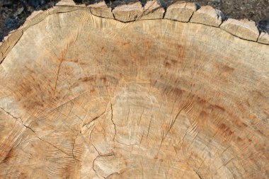 Büyük bir ağacın çapraz kesimi. Ahşap arkaplan.