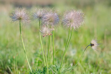 Pulsatilla pratensis. Bahar çayırında birkaç kabarık çiçek. Erken bahar çiçekleri ve şifalı bitkiler.