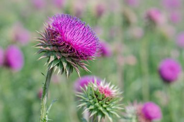 Pink milk thistle flowers, close up. Spiny plant on the meadow.  clipart